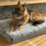 Dog Bed Orthopaedic Solutions for Healthier, Happier Pets
