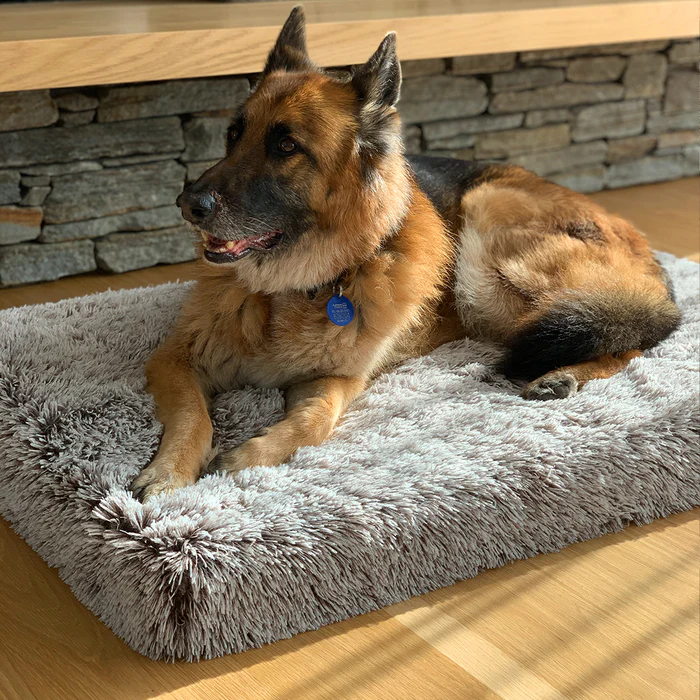 Dog Bed Orthopaedic Solutions for Healthier, Happier Pets
